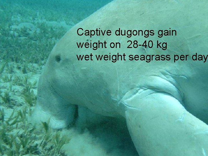 Captive dugongs gain weight on 28 -40 kg wet weight seagrass per day 