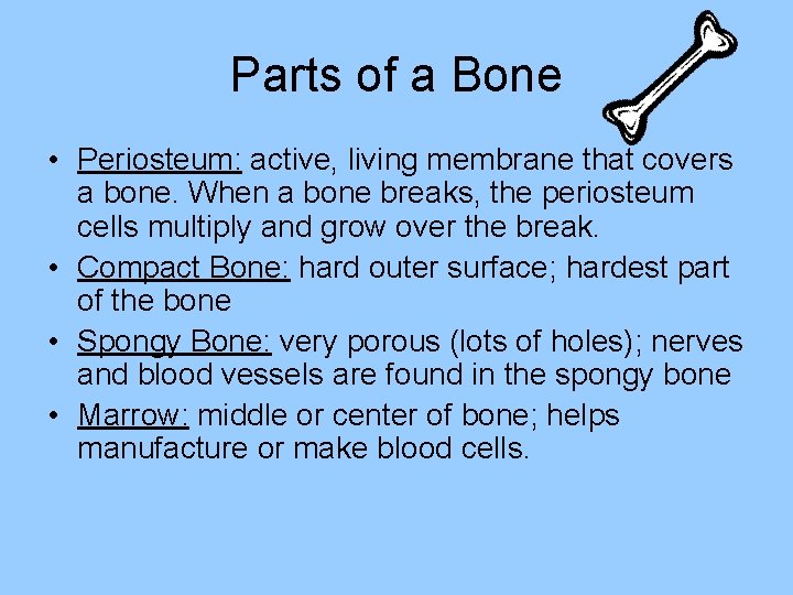 Parts of a Bone • Periosteum: active, living membrane that covers a bone. When