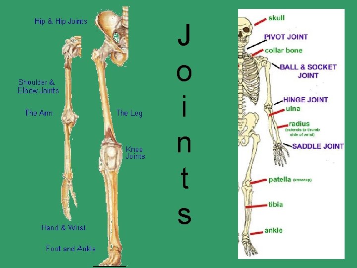 J o i n t s 
