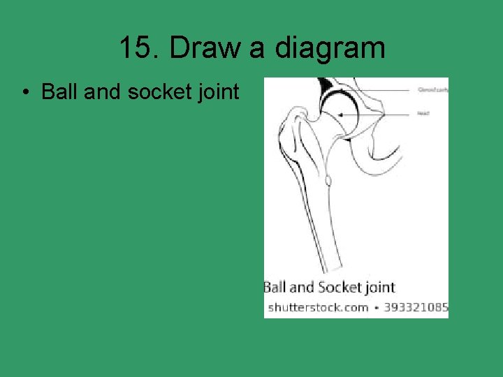 15. Draw a diagram • Ball and socket joint 