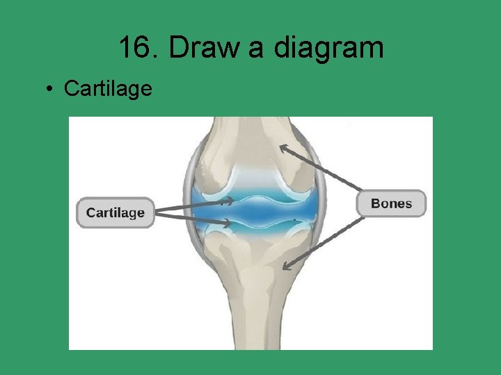 16. Draw a diagram • Cartilage 