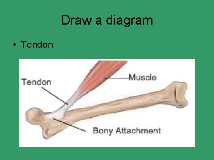 Draw a diagram • Tendon 