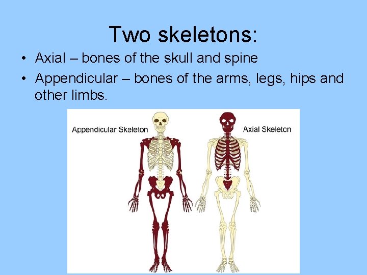 Two skeletons: • Axial – bones of the skull and spine • Appendicular –