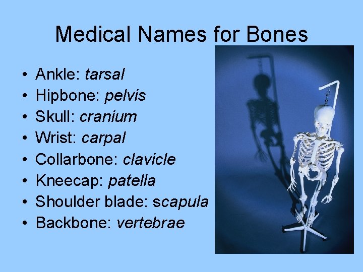 Medical Names for Bones • • Ankle: tarsal Hipbone: pelvis Skull: cranium Wrist: carpal