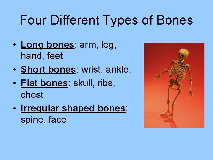 Four Different Types of Bones • Long bones: arm, leg, hand, feet • Short