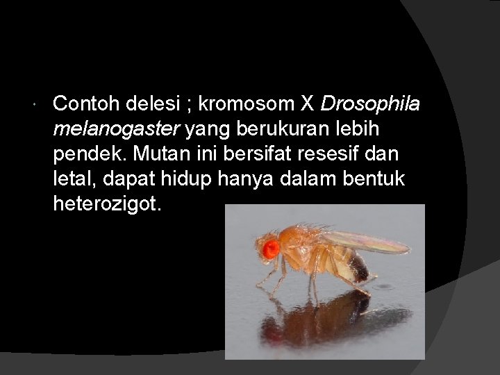  Contoh delesi ; kromosom X Drosophila melanogaster yang berukuran lebih pendek. Mutan ini