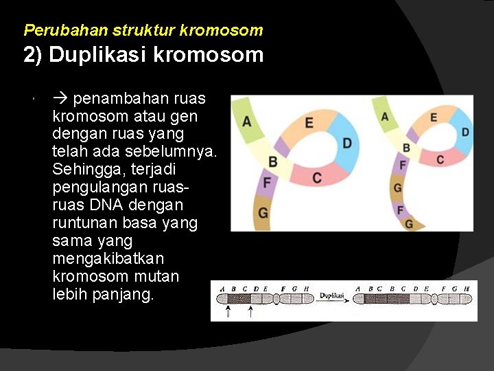 Perubahan struktur kromosom 2) Duplikasi kromosom penambahan ruas kromosom atau gen dengan ruas yang