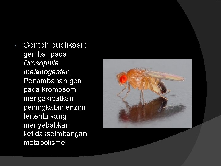  Contoh duplikasi : gen bar pada Drosophila melanogaster. Penambahan gen pada kromosom mengakibatkan