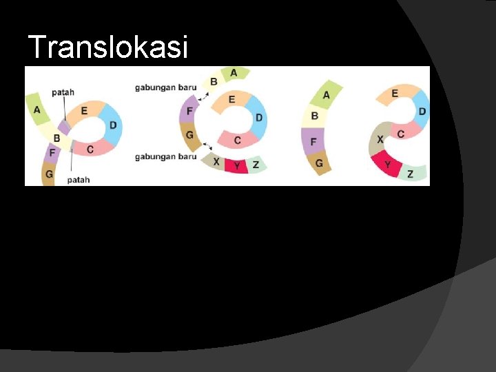 Translokasi 