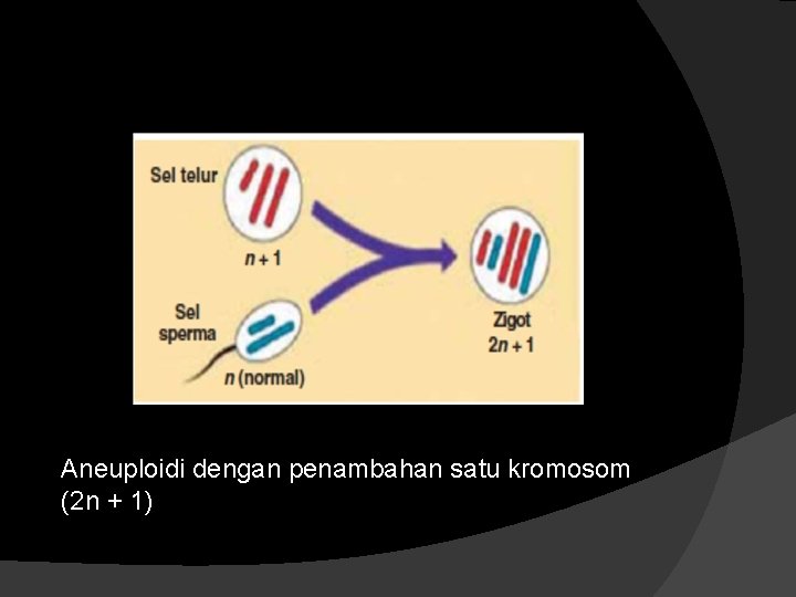 Aneuploidi dengan penambahan satu kromosom (2 n + 1) 