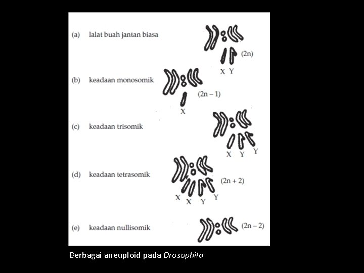 Berbagai aneuploid pada Drosophila 