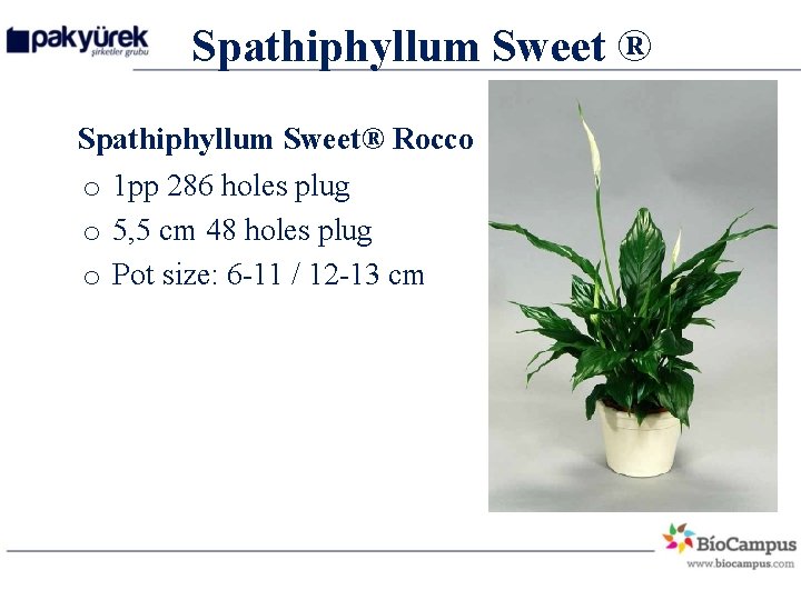 Spathiphyllum Sweet ® Spathiphyllum Sweet® Rocco o 1 pp 286 holes plug o 5,