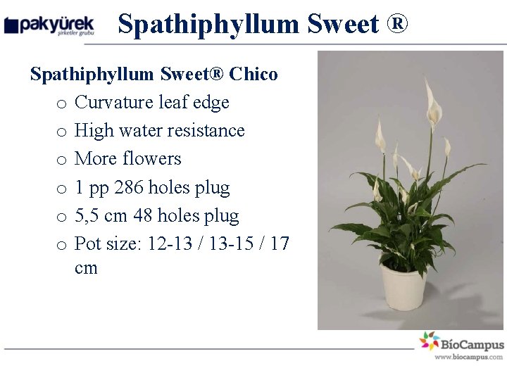 Spathiphyllum Sweet ® Spathiphyllum Sweet® Chico o Curvature leaf edge o High water resistance