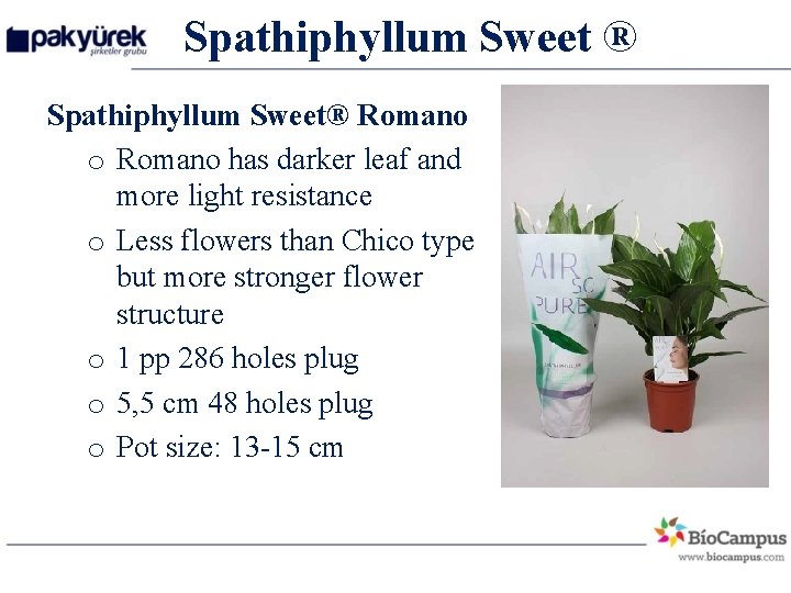 Spathiphyllum Sweet ® Spathiphyllum Sweet® Romano o Romano has darker leaf and more light