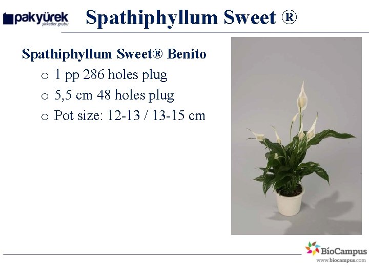Spathiphyllum Sweet ® Spathiphyllum Sweet® Benito o 1 pp 286 holes plug o 5,