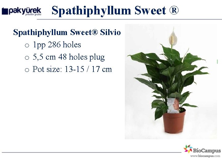 Spathiphyllum Sweet ® Spathiphyllum Sweet® Silvio o 1 pp 286 holes o 5, 5