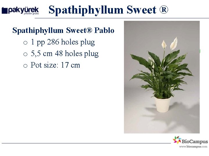 Spathiphyllum Sweet ® Spathiphyllum Sweet® Pablo o 1 pp 286 holes plug o 5,