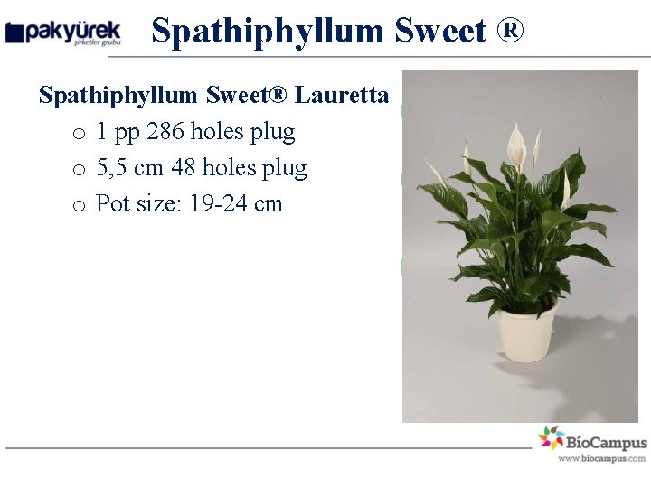 Spathiphyllum Sweet ® Spathiphyllum Sweet® Lauretta o 1 pp 286 holes plug o 5,