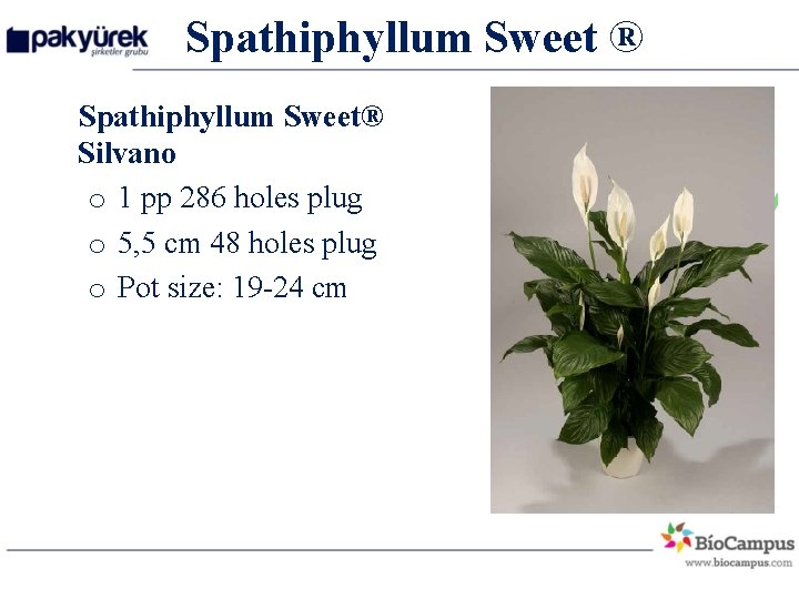 Spathiphyllum Sweet ® Spathiphyllum Sweet® Silvano o 1 pp 286 holes plug o 5,