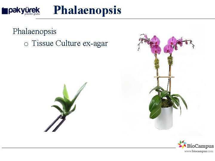 Phalaenopsis o Tissue Culture ex-agar 