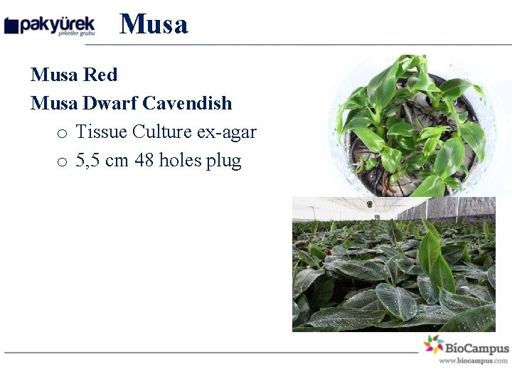 Musa Red Musa Dwarf Cavendish o Tissue Culture ex-agar o 5, 5 cm 48