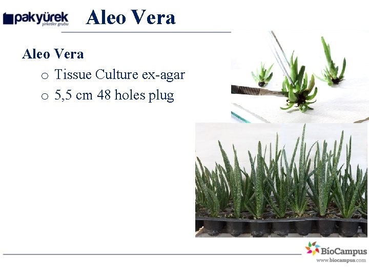 Aleo Vera o Tissue Culture ex-agar o 5, 5 cm 48 holes plug 