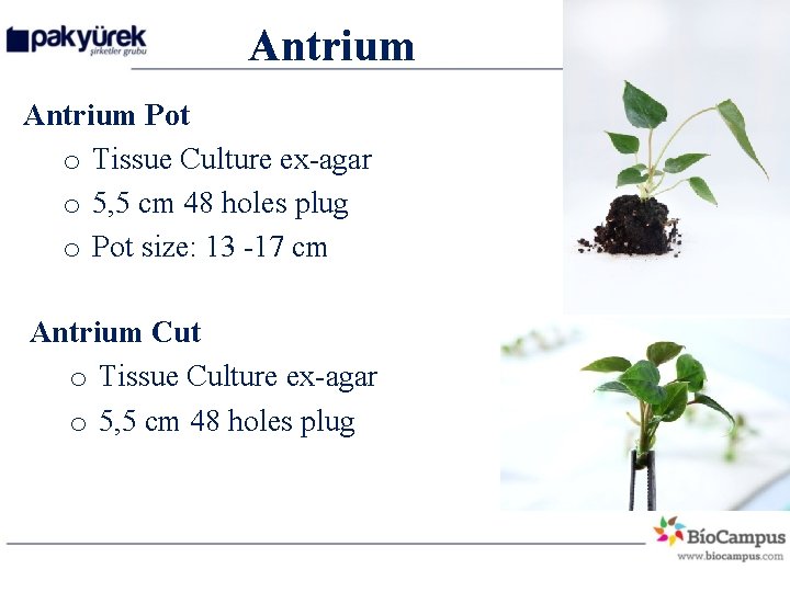 Antrium Pot o Tissue Culture ex-agar o 5, 5 cm 48 holes plug o