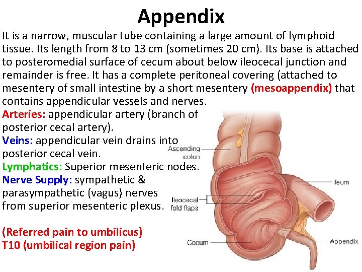 Appendix It is a narrow, muscular tube containing a large amount of lymphoid tissue.