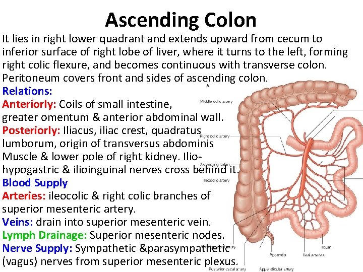 Ascending Colon It lies in right lower quadrant and extends upward from cecum to