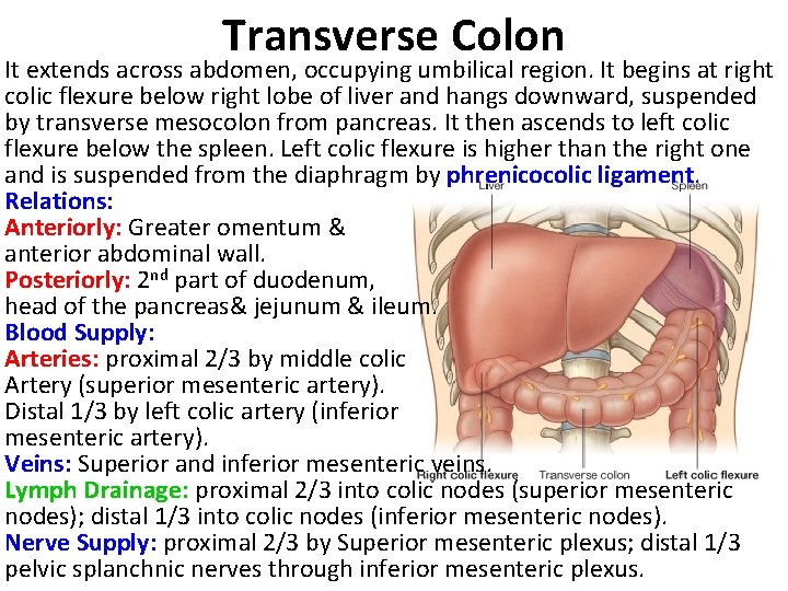 Transverse Colon It extends across abdomen, occupying umbilical region. It begins at right colic