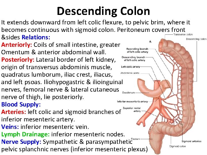 Descending Colon It extends downward from left colic flexure, to pelvic brim, where it