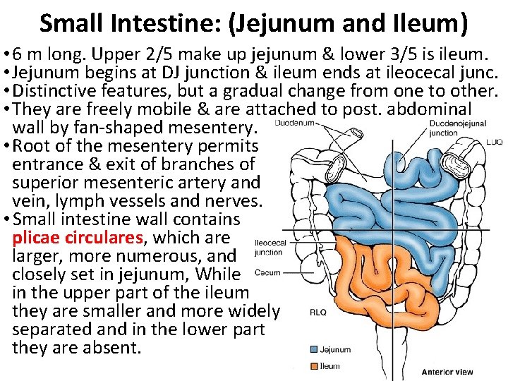 Small Intestine: (Jejunum and Ileum) • 6 m long. Upper 2/5 make up jejunum