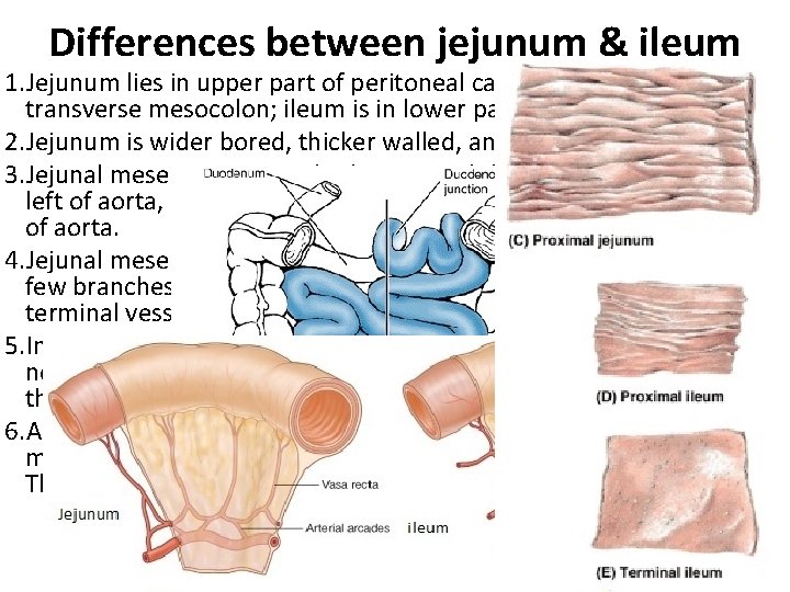 Differences between jejunum & ileum 1. Jejunum lies in upper part of peritoneal cavity