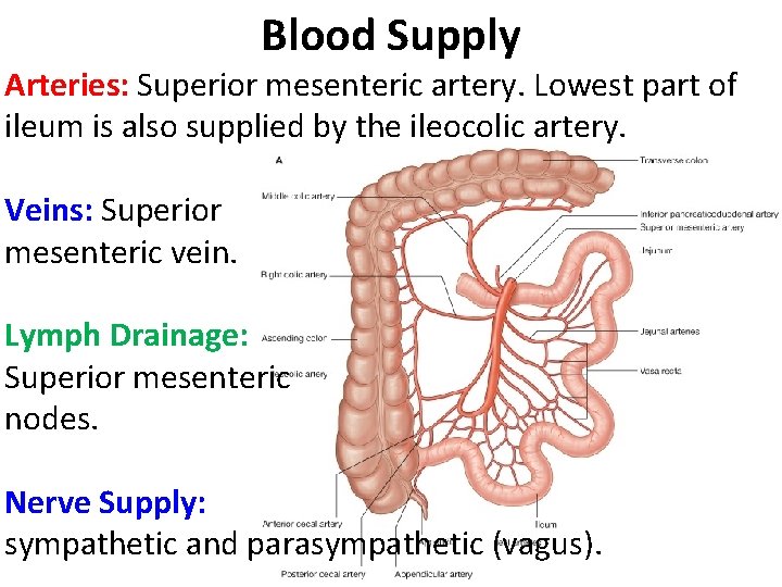 Blood Supply Arteries: Superior mesenteric artery. Lowest part of ileum is also supplied by