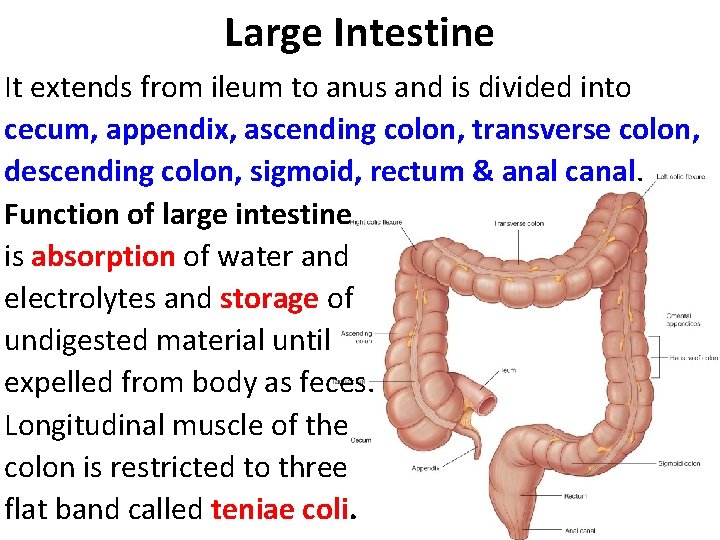 Large Intestine It extends from ileum to anus and is divided into cecum, appendix,