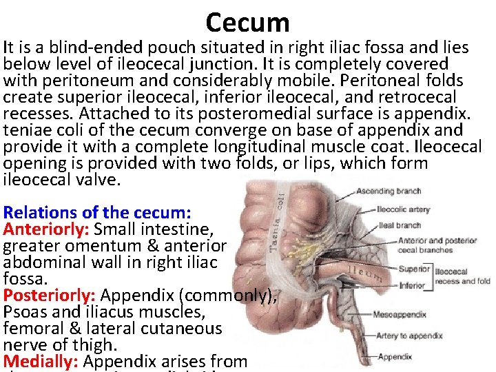 Cecum It is a blind-ended pouch situated in right iliac fossa and lies below