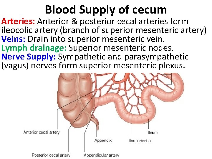 Blood Supply of cecum Arteries: Anterior & posterior cecal arteries form ileocolic artery (branch