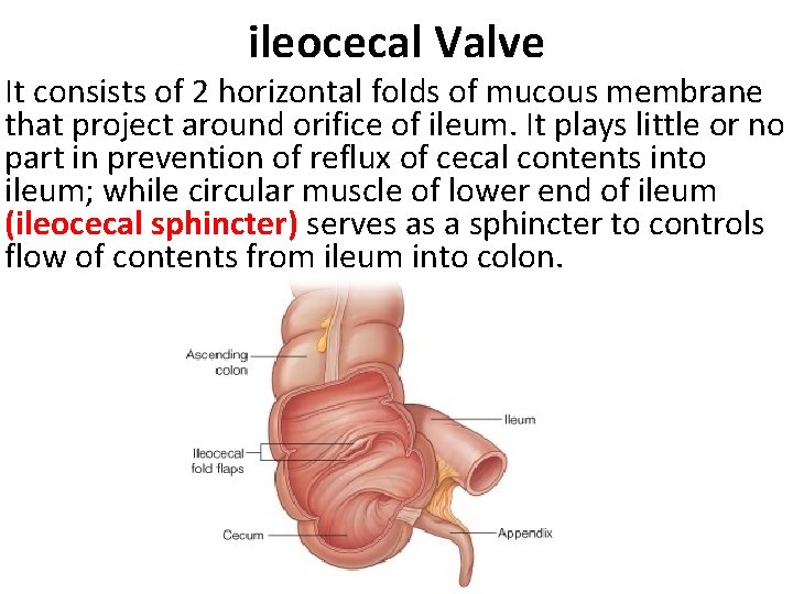 ileocecal Valve It consists of 2 horizontal folds of mucous membrane that project around