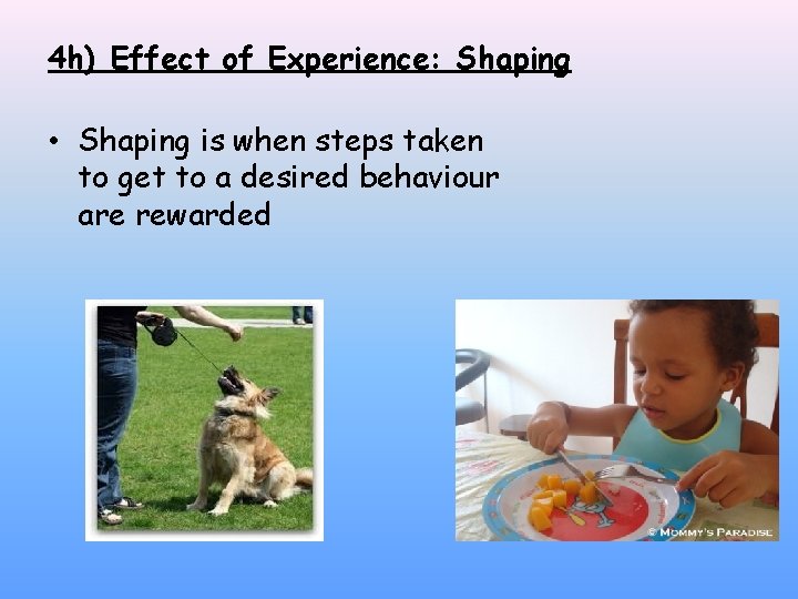 4 h) Effect of Experience: Shaping • Shaping is when steps taken to get