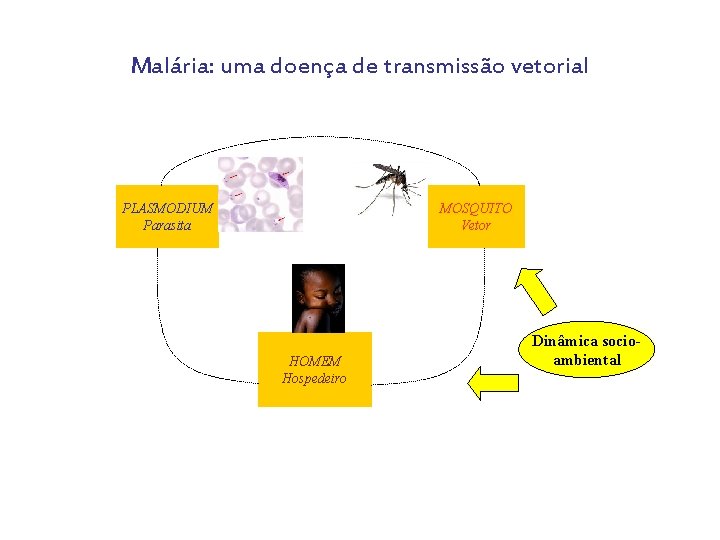 Malária: uma doença de transmissão vetorial PLASMODIUM Parasita MOSQUITO Vetor HOMEM Hospedeiro Dinâmica socioambiental