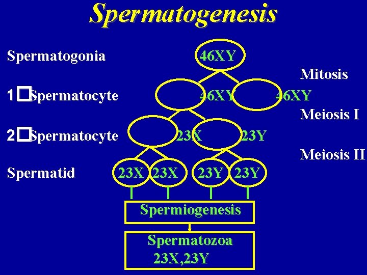 Spermatogenesis Spermatogonia 46 XY 1�Spermatocyte 2�Spermatocyte Mitosis 46 XY Meiosis I 46 XY 23