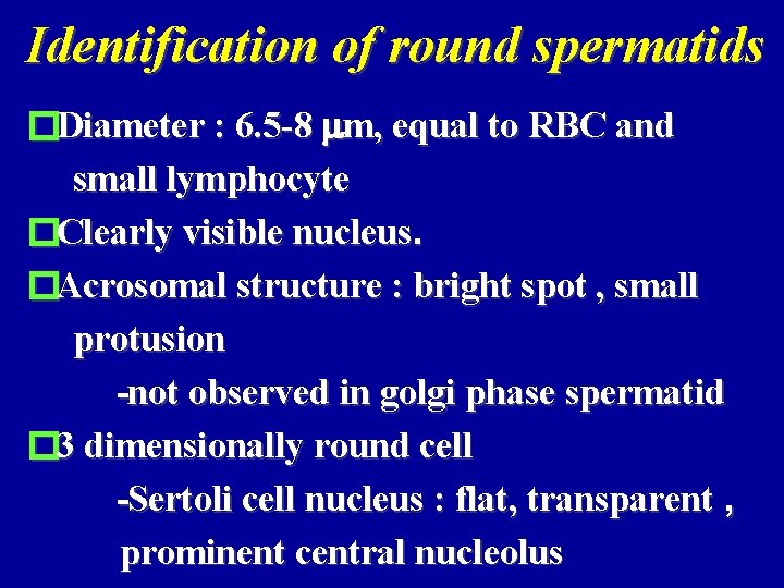 Identification of round spermatids �Diameter : 6. 5 -8 mm, equal to RBC and