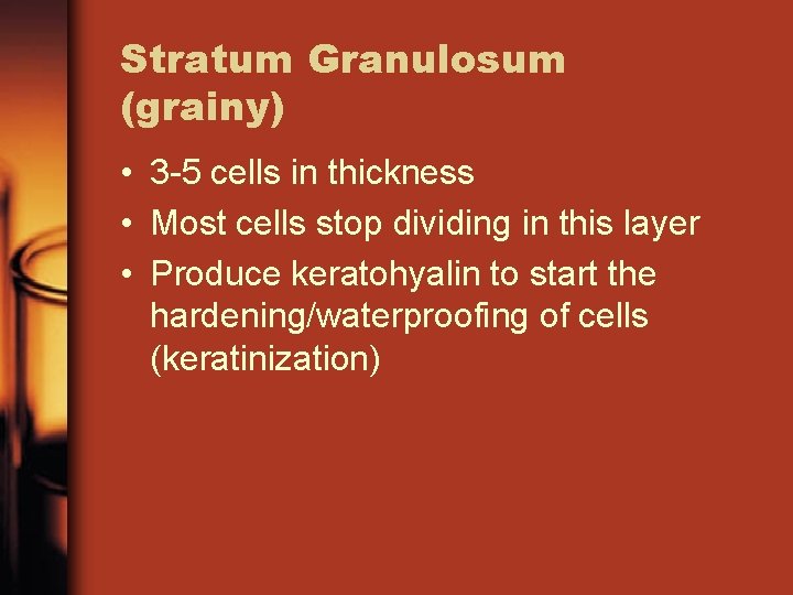 Stratum Granulosum (grainy) • 3 -5 cells in thickness • Most cells stop dividing