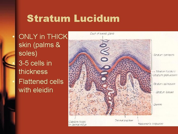 Stratum Lucidum • ONLY in THICK skin (palms & soles) • 3 -5 cells