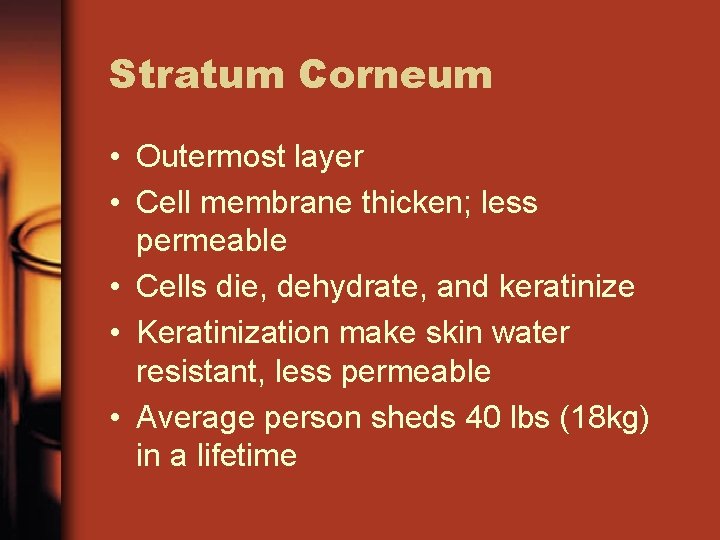 Stratum Corneum • Outermost layer • Cell membrane thicken; less permeable • Cells die,