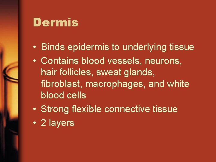 Dermis • Binds epidermis to underlying tissue • Contains blood vessels, neurons, hair follicles,