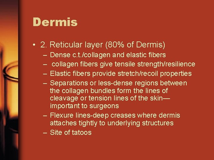 Dermis • 2. Reticular layer (80% of Dermis) – – Dense c. t. /collagen