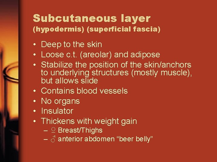 Subcutaneous layer (hypodermis) (superficial fascia) • Deep to the skin • Loose c. t.