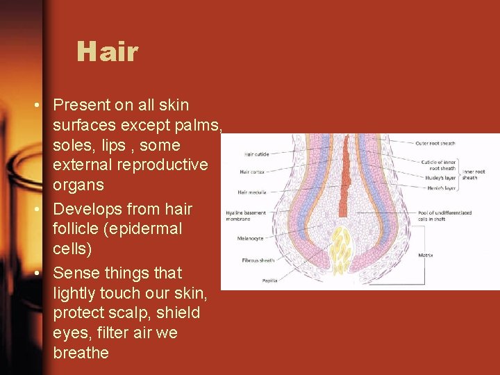 Hair • Present on all skin surfaces except palms, soles, lips , some external