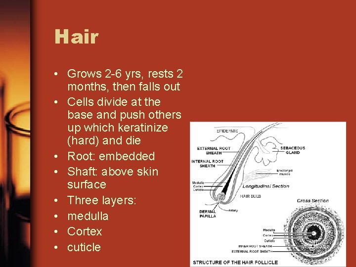 Hair • Grows 2 -6 yrs, rests 2 months, then falls out • Cells